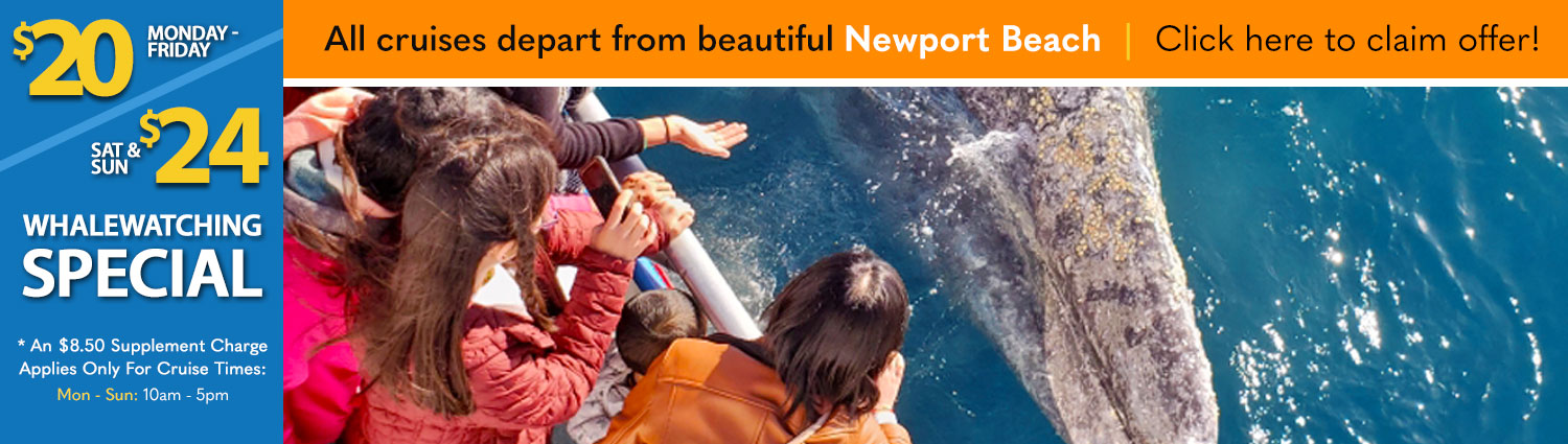 Newport Beach Whale Watching Newport Landing Davey's Locker Special Offer Discount Code Reduced Sale Pricing