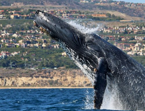 $20 Whale & Dolphin Cruises – Balboa Island Special